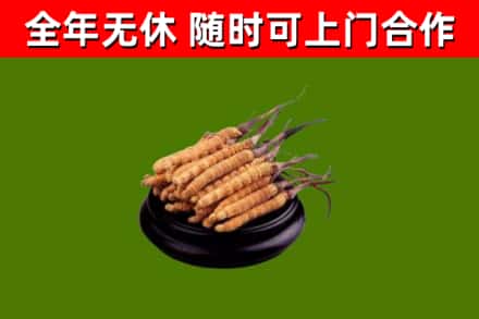 昌平回收散虫草